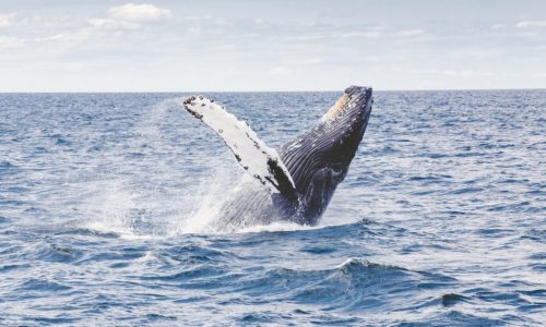 humpback-whale-1209297-1024x683